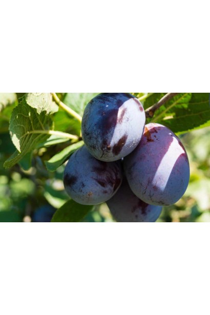 Prunus domestica Black Gem